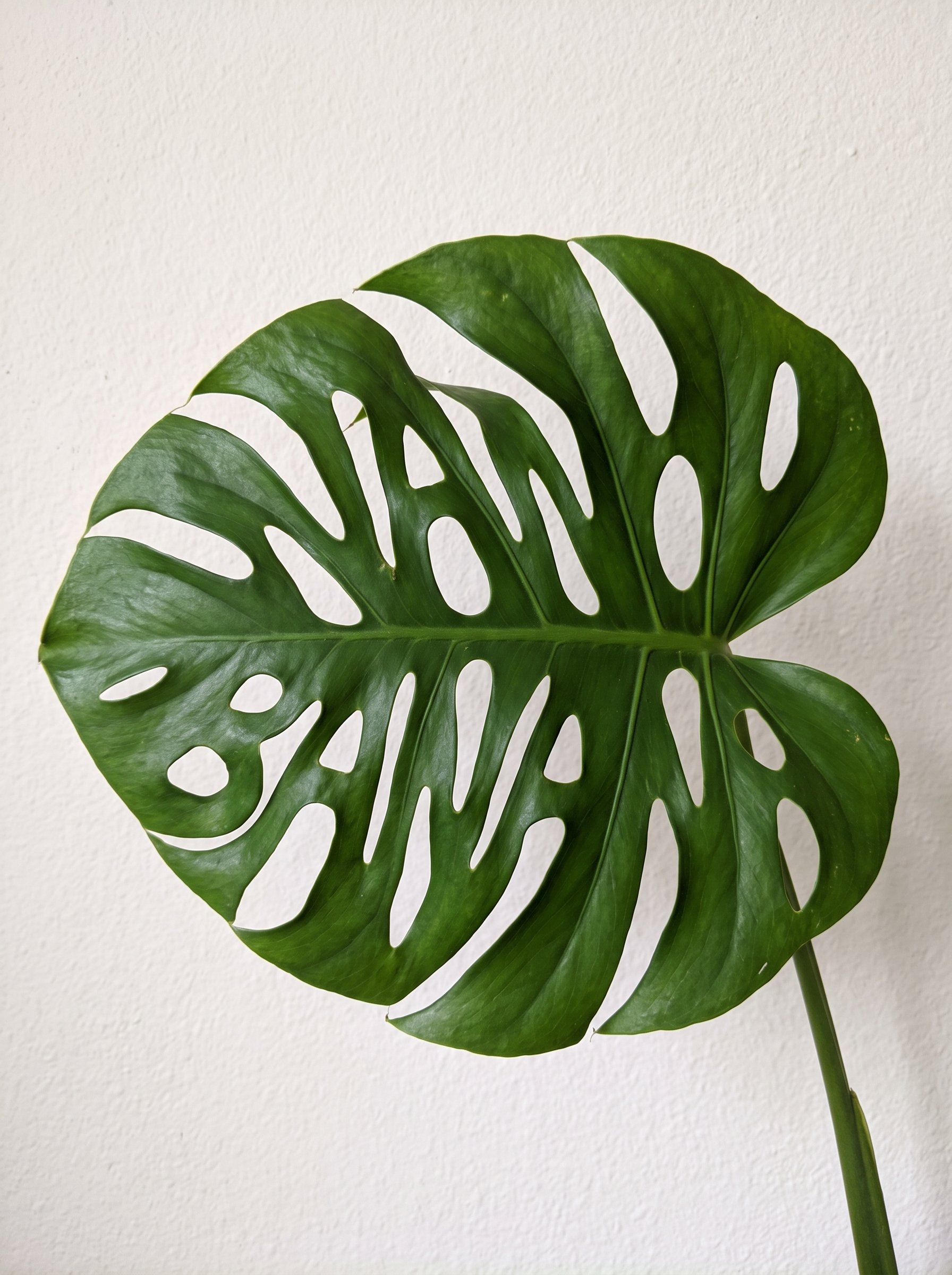 隠し文字入りモンステラの葉 — AI image prompt — Nano Banana — Nature, Macro, Minimalist